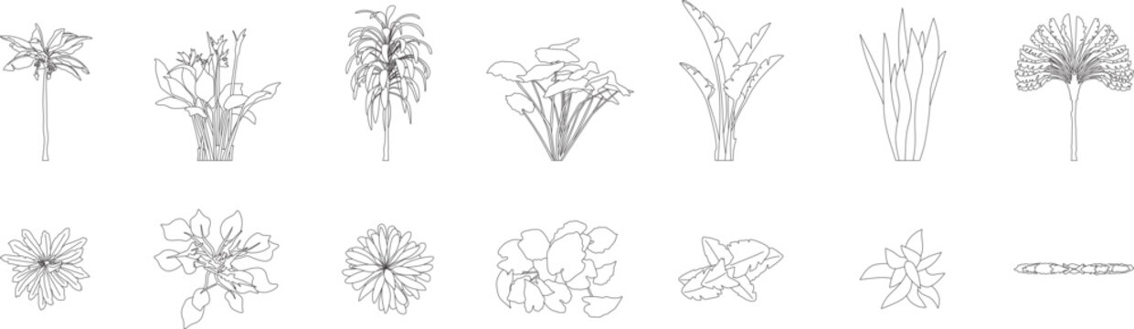Tropical vegetation and upright plat collection, blueprint, cad, line art, elevation, landscape, top and front view, architectural plan, editable stroke, vector