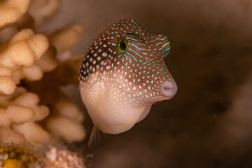 Canthigaster, pufferfish © Marcel Rudolph-Gajda