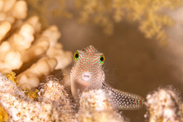 Canthigaster, pufferfish © Marcel Rudolph-Gajda