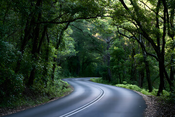 Fototapeta premium Scenic winding road through a lush green forest with sunlight dappling the asphalt, forming a beautiful natural arch of trees.