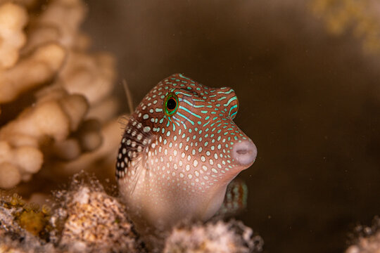 Canthigaster, pufferfish