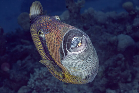 Giant triggerfish