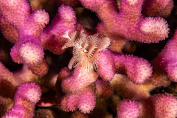 White Christmas tree worm on purple coral © Marcel Rudolph-Gajda