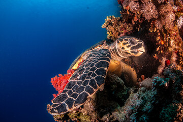 Hawksbill turtle © Marcel Rudolph-Gajda