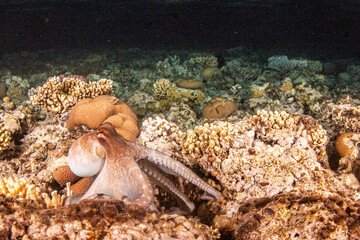 Octopus on reef in the night © Marcel Rudolph-Gajda