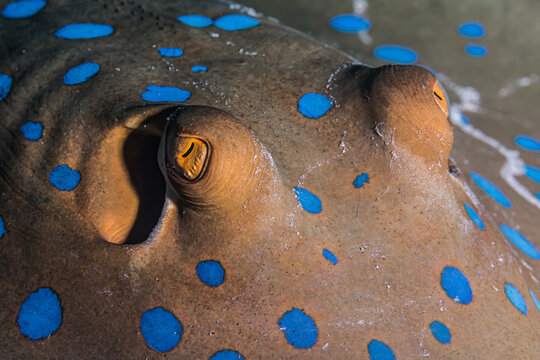 Blue spotted stingray