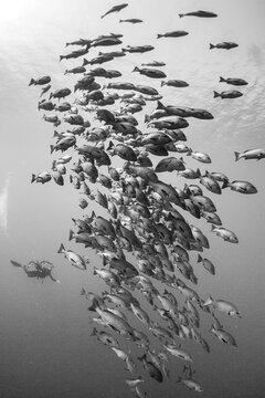Red snapper school