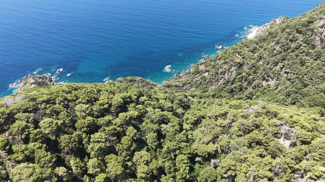 Cinematic aerial reveal shot flying over dense green pine forest towards the stunning deep blue sea and rocky coastline.