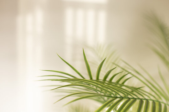 Palm leaves and shadows against white wall for background. Selective focus, blurred.