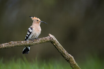 Eurasian Hoopoe © DK Visuals 