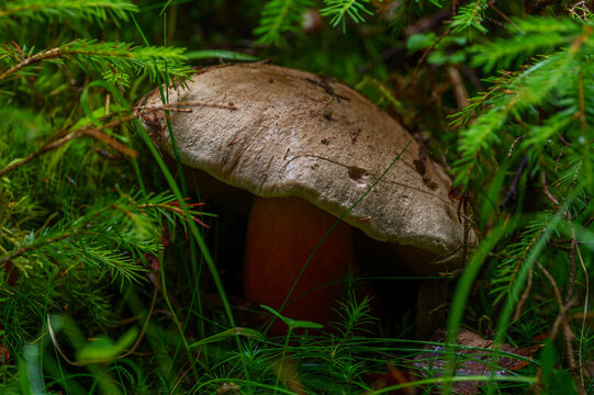 Rare poisonous devil's bolete mushroom (Rubroboletus satanas) with a distinct red stem growing in the forest