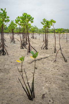 Mangrove seedlings on Fijian beach