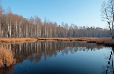 Obraz premium Flooded forest landscape at spring season in Soomaa. Tall birch trees stand in high water with clear mirror reflection on calm lake surface. Blue sky bright sunlight clear view over grassy meadow bog