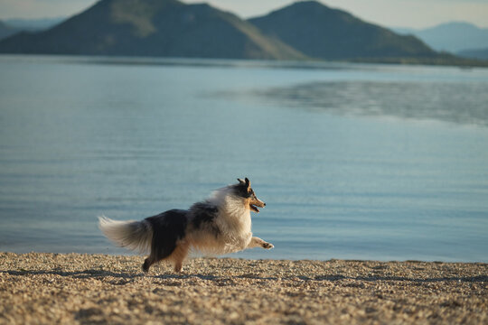 A Shetland Sheepdog sprints along a sandy lakeshore under soft natural light. Outdoor action portrait featuring happiness, freedom, and an active lifestyle surrounded by beautiful scenery.