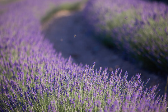 Lavender field. Blossom summer field