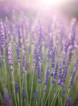 Lavender field. Blossom summer field