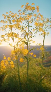 Wild fennel at sunset in a valley on the Ionian coast of Calabria