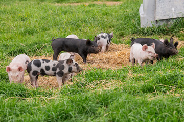 Colourful piglets in a grass field © Mike