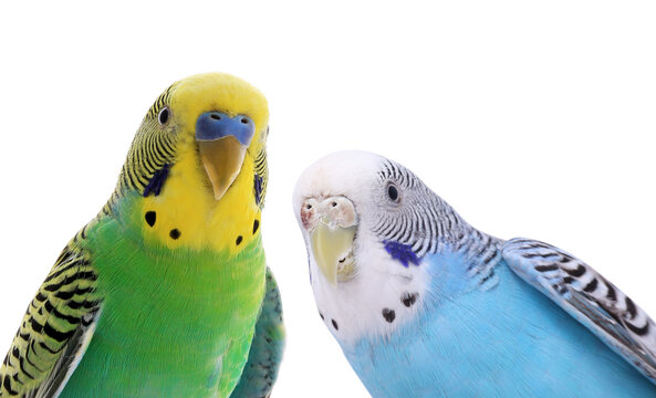 Cute parrots looking out on white background. Feathered pet