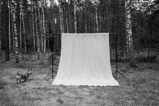 Portable White Fabric Photography Backdrop Set Up in Forest Clearing with Curious Dog Creative Outdoor Studio Equipment and Natural Woodland Setting