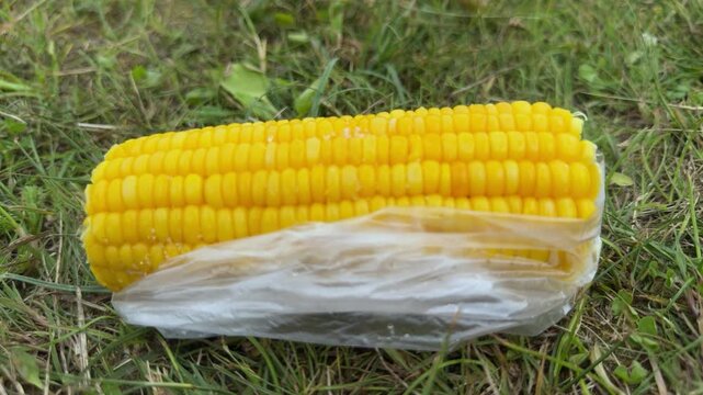 Yellow boiled corn cob in plastic bag on green grass outdoors, summer street food, healthy vegetable snack, picnic