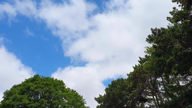 Trees at Local Public Park of Luton City England United Kingdom, Footage Was Captured During Walk on July 9th, 2026