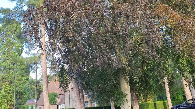 Trees at Local Public Park of Luton City England United Kingdom, Footage Was Captured During Walk on July 9th, 2026