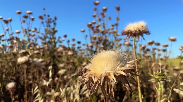 'Dried Milk Thistle' or 'Camel Thistle' plant (Turkish: Deve Dikeni) at autumn in the nature. (4K video)