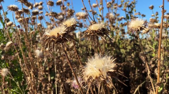 'Dried Milk Thistle' or 'Camel Thistle' plant (Turkish: Deve Dikeni) at autumn in the nature. (4K video)