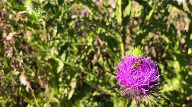 'Purple Donkey Thistle' plant (Turkish: Esek Dikeni) with bee at autumn in the nature. (4K video)
