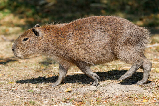 Capybara Juvenile Walking - _S5B1402