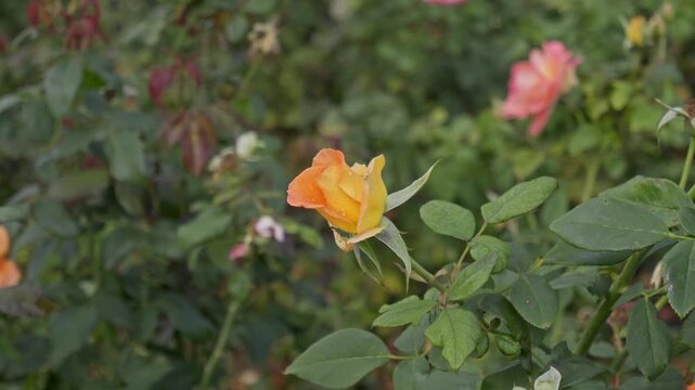 An orange rose bud begins to open in a lush green garden with a pink rose nearby