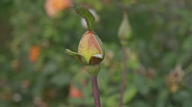 A closed rose bud with green sepals stands among blurred orange blooms in a garden