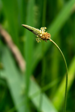 Close up of a hoary plantain (Plantago media) flower spike with a blurred green natural background.