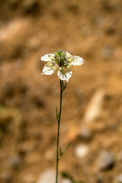 Close up of a white Nigella arvensis flower blooming in a wild natural environment with blurred background