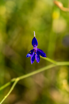 Close up macro portrait of a vibrant blue Consolida regalis field larkspur against a blurred green background