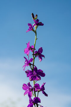 Vibrant purple Consolida orientalis flowers blooming against a clear blue sky