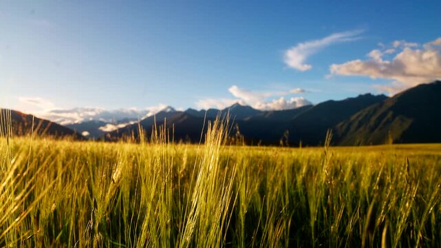 Golden grass field sway in breeze in Peru Sacred Valley with mountains in back
