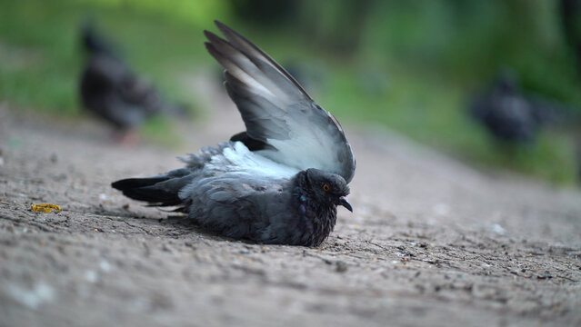 Close-up of a pigeon on the ground spreading its wing to cool from the summer heat. Urban wildlife bird resting on a sunny path.