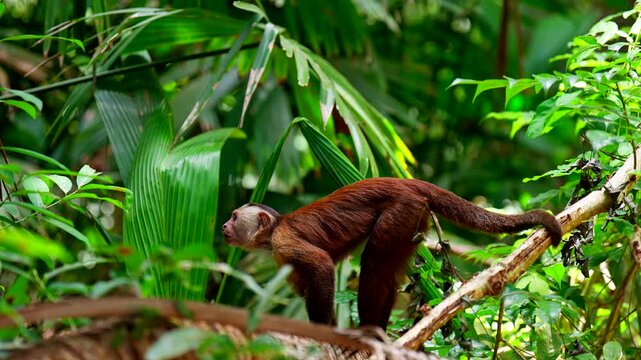 Capuchin monkey grips tree branch with tail for balance in lush rainforest