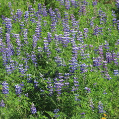 Fototapeta premium Lupins in iceland