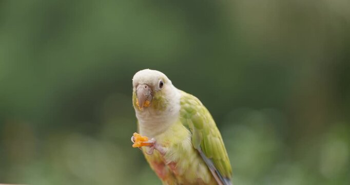 Extreme close-up of green-cheeked conure parakeet holding and eating orange fruit in foot against green background at Jeju Flower Bird Park Hwajoowon in South Korea