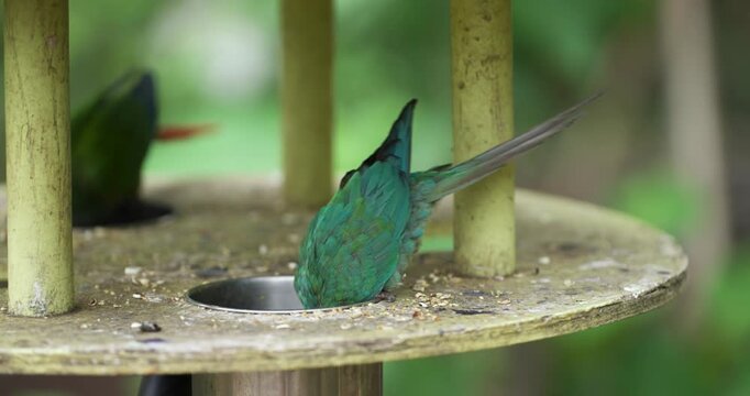 Green-cheeked conure parakeet feeding on seeds at bird feeder station in close-up against green foliage at Jeju Flower Bird Park Hwajoowon in South Korea