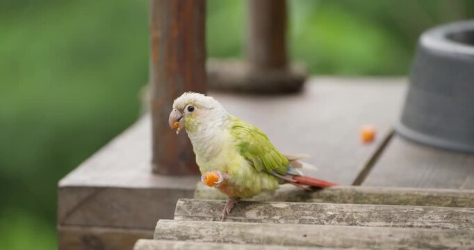 Pineapple green-cheeked conure parakeet holding orange fruit in foot and eating while perched on wooden ledge at Jeju Flower Bird Park Hwajoowon in South Korea