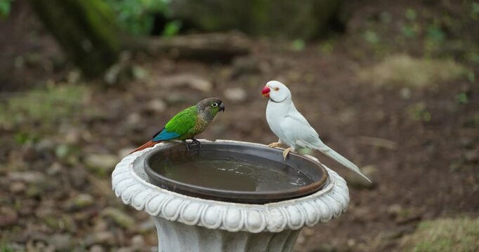 Green-cheeked conure and white Indian ringneck parakeet drinking at stone bird bath as conure chases ringneck away at Jeju Flower Bird Park Hwajoowon in South Korea