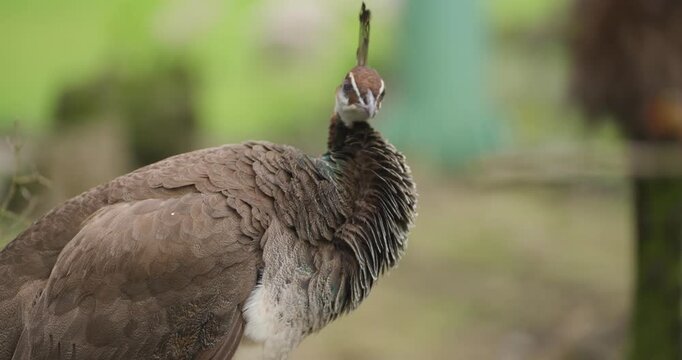 Female peafowl peahen preening neck feathers in slow motion close-up showing green plumage at Jeju Flower Bird Park Hwajoowon in South Korea
