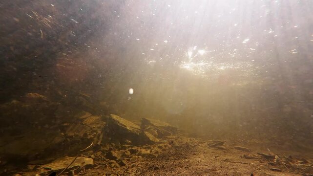 Natural underwater wildlife footage capturing the dramatic moment a brook trout is hooked in a shallow forest stream.