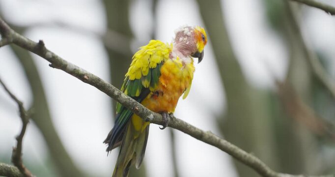 Sun conure parrot with bald bare patch on neck losing feathers perched on branch looking around at Jeju Flower Bird Park Hwajoowon in South Korea