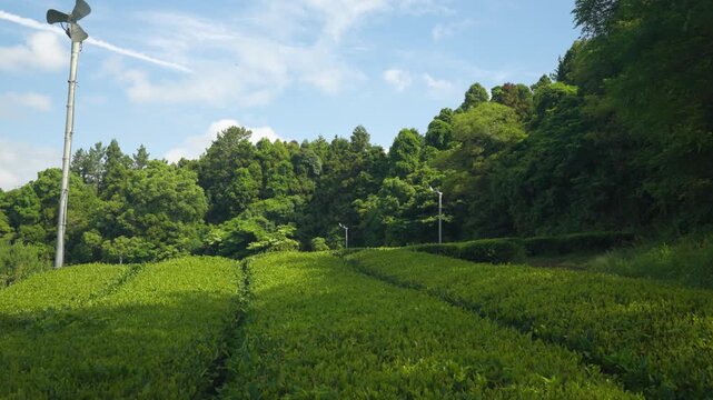 Low gliding shot skims over vibrant green tea bush rows at Osulloc tea plantation on sunny day in Jeju Island Korea