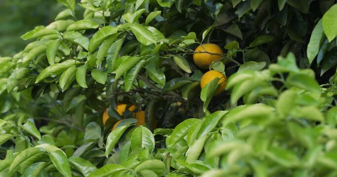 Ripe orange Jeju tangerines hang among lush green leaves on branches in traditional Jeju Island mandarin orchard Korea